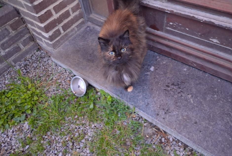 Fundmeldung Katze Weiblich Herstal Belgien