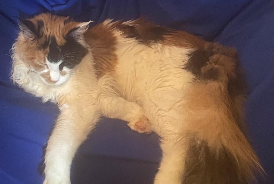 Vermisstmeldung Katze  Weiblich , 1 jahre Namur Belgien