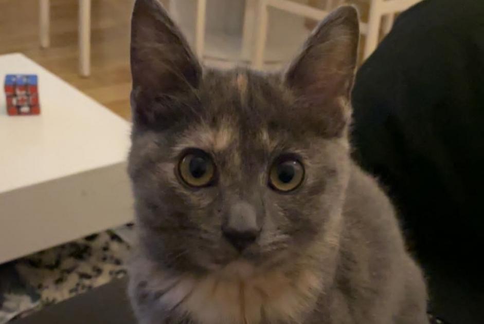 Vermisstmeldung Katze rassenmischung Weiblich , 5 jahre La Bruyère Belgien Vermisstmeldung Katze rassenmischung Weiblich , 5 jahre La Bruyère Belgien