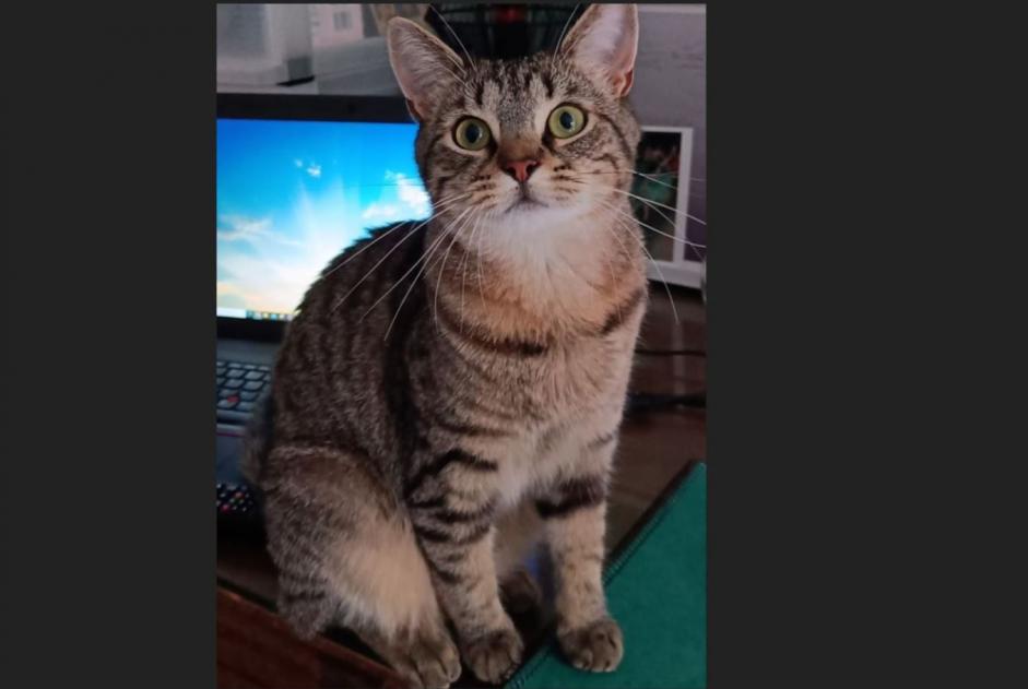 Alerta de Desaparición Gato Hembra , 5 años Perwez Bélgica