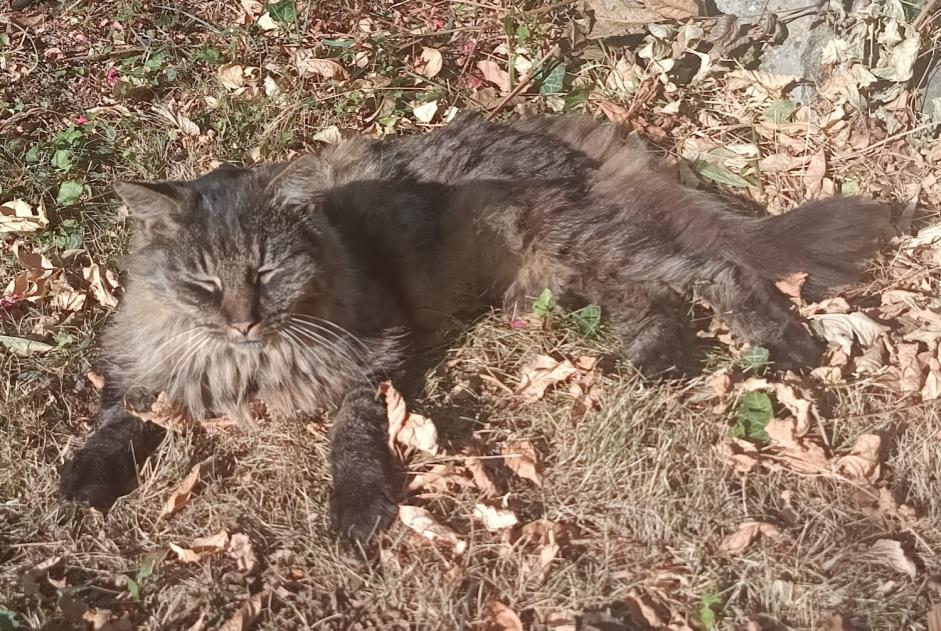 Alerta de Desaparición Gato Macho , 10 años Namur Bélgica