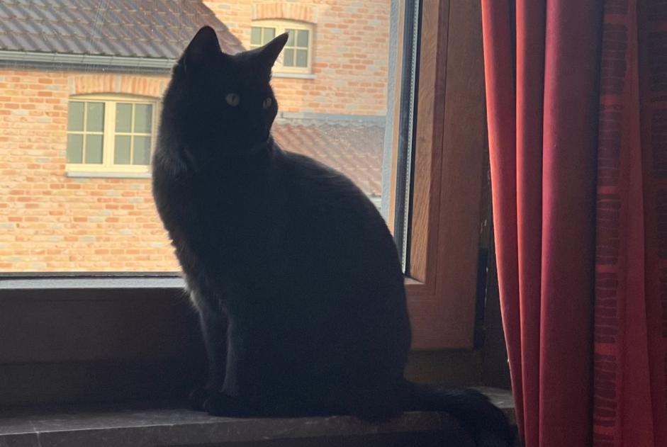 Alerte Disparition Chat Femelle , 3 ans La Louvière Belgique Alerte Disparition Chat Femelle , 3 ans La Louvière Belgique