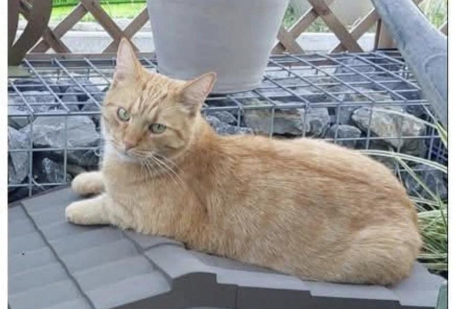 Alerte Disparition Chat Mâle , 5 ans Andenne Belgique