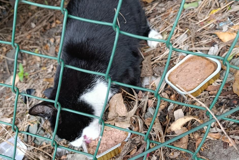 Alerte Découverte Chat Inconnu Seraing Belgique