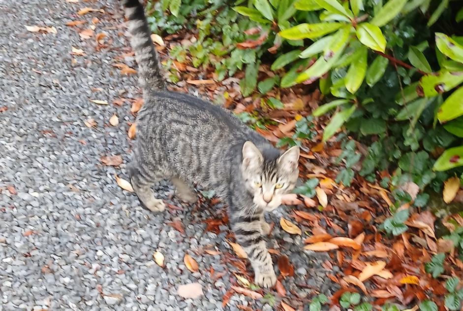 Alerte Découverte Chat Mâle Wellin Belgique