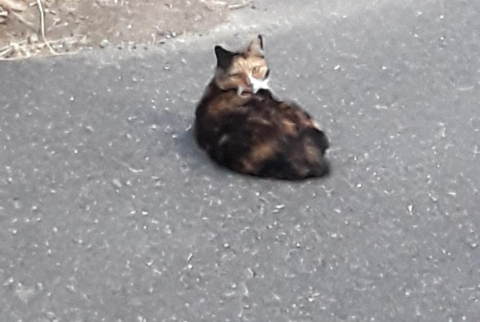 Alerte Découverte Chat Inconnu , 2 ans Mettet Belgique