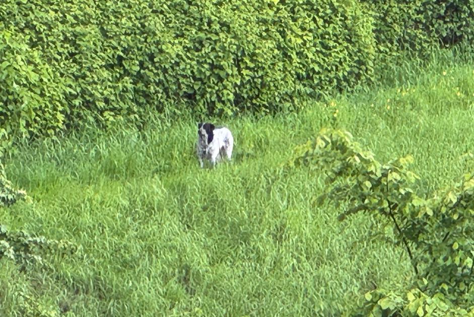 Alerte Découverte Chien Inconnu Namur Belgique