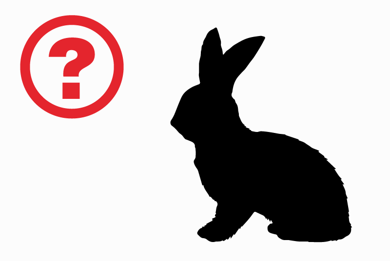 Discovery alert Rabbit Unknown Antwerp Belgium