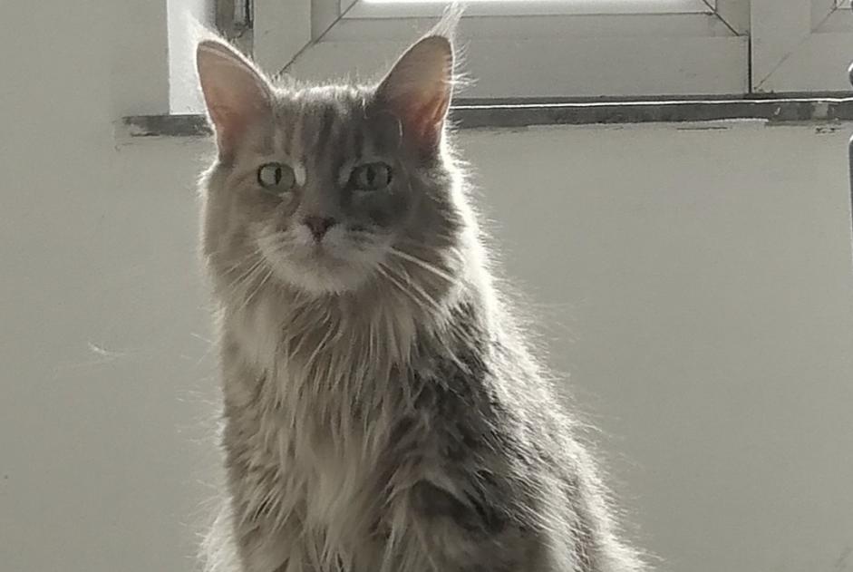 Avviso Ritrovamento Gatto  Non conosciuta Charleroi Belgio