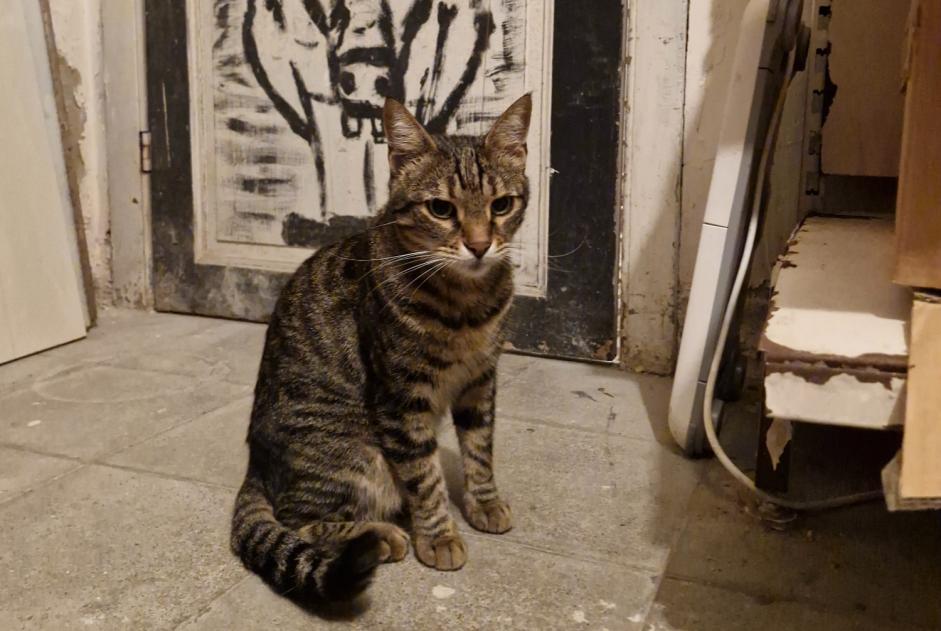 Alerta descoberta Gato Fêmea , 2 anos Ixelles Belgium